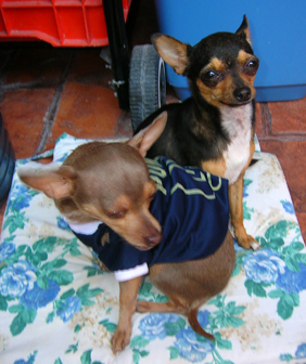 Click image for larger version

Name:	canis &amp;amp; brownie.jpg
Views:	188
Size:	128.8 KB
ID:	243050