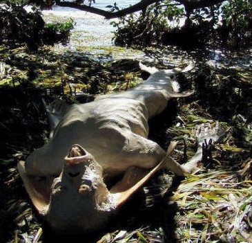 Click image for larger version

Name:	Cadaver.jpg
Views:	209
Size:	60.7 KB
ID:	243317