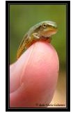 Click image for larger version

Name:	ranita.jpg
Views:	179
Size:	5.3 KB
ID:	243332