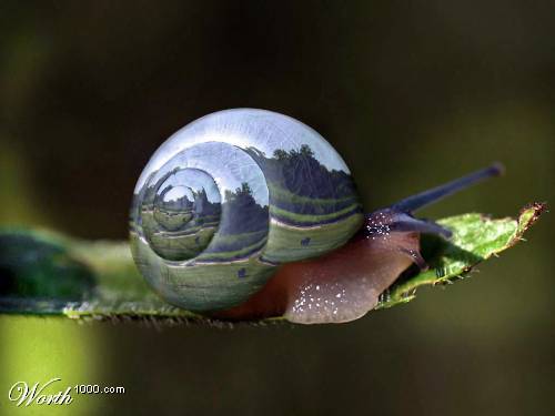 Click image for larger version

Name:	Caracol.jpg
Views:	220
Size:	16.2 KB
ID:	243408