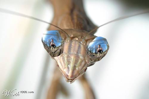 Click image for larger version

Name:	Mantis.jpg
Views:	218
Size:	14.5 KB
ID:	243409