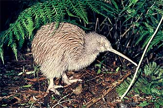 Click image for larger version

Name:	kiwi.jpg
Views:	206
Size:	27.8 KB
ID:	243420