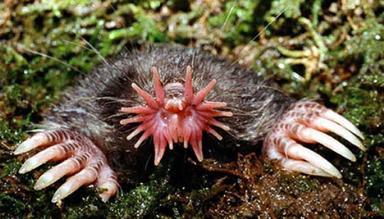 Click image for larger version

Name:	6 Star-nosed_Mole.jpg
Views:	2251
Size:	25.9 KB
ID:	244721