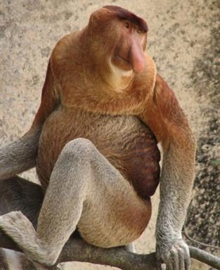 Click image for larger version

Name:	7 Proboscis_Monkey.jpg
Views:	2298
Size:	24.2 KB
ID:	244722