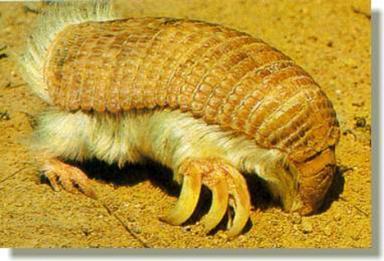 Click image for larger version

Name:	8 Pink_Fairy_Armadillo.jpg
Views:	2194
Size:	23.5 KB
ID:	244723
