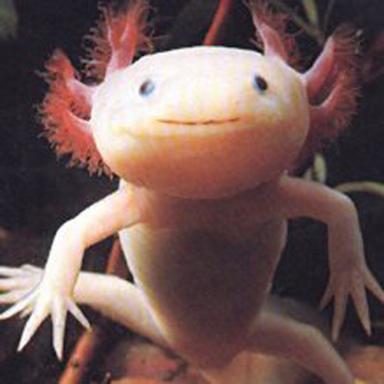 Click image for larger version

Name:	9 Axolotl.jpg
Views:	2186
Size:	17.7 KB
ID:	244724