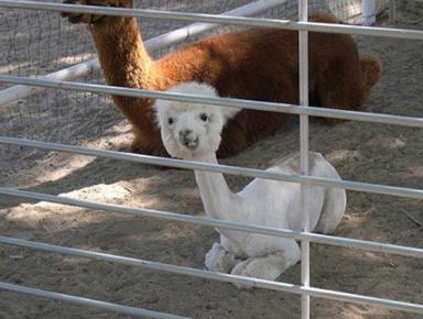 Click image for larger version

Name:	11 Alpaca.jpg
Views:	2137
Size:	22.2 KB
ID:	244726