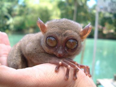 Click image for larger version

Name:	12 Tarsier.jpg
Views:	2118
Size:	15.9 KB
ID:	244727