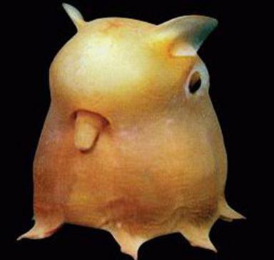 Click image for larger version

Name:	13 Dumbo_Octopus.jpg
Views:	2149
Size:	12.9 KB
ID:	244728