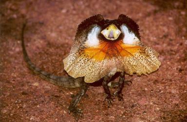 Click image for larger version

Name:	14 Frill-necked_Lizard.jpg
Views:	2078
Size:	21.6 KB
ID:	244729