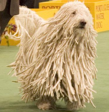 Click image for larger version

Name:	15 Komondor_Dog.jpg
Views:	2140
Size:	26.0 KB
ID:	244730