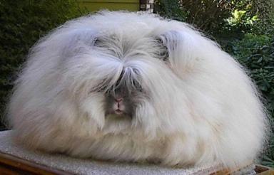 Click image for larger version

Name:	16 Angora_rabbit.jpg
Views:	2060
Size:	15.9 KB
ID:	244731