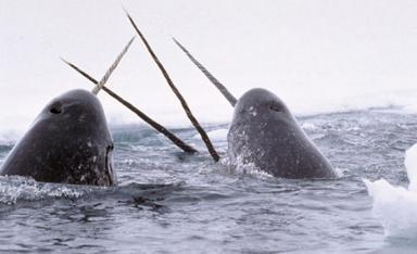 Click image for larger version

Name:	17 Narwhal.jpg
Views:	2041
Size:	14.1 KB
ID:	244732
