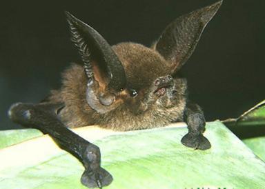 Click image for larger version

Name:	18 Sucker-footed_Bat.jpg
Views:	2018
Size:	14.6 KB
ID:	244733