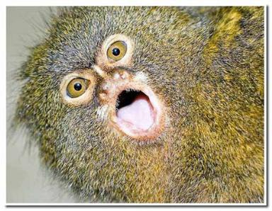 Click image for larger version

Name:	19 Pygmy_Marmoset.jpg
Views:	2054
Size:	34.9 KB
ID:	244734