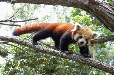 Click image for larger version

Name:	20 Red_Panda.jpg
Views:	2028
Size:	36.1 KB
ID:	244735