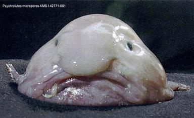 Click image for larger version

Name:	21Blobfish.jpg
Views:	1999
Size:	15.8 KB
ID:	244736