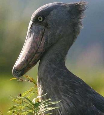 Click image for larger version

Name:	22Shoebill.jpg
Views:	1985
Size:	17.3 KB
ID:	244737