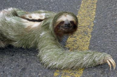 Click image for larger version

Name:	23Sloth.jpg
Views:	1951
Size:	22.9 KB
ID:	244738
