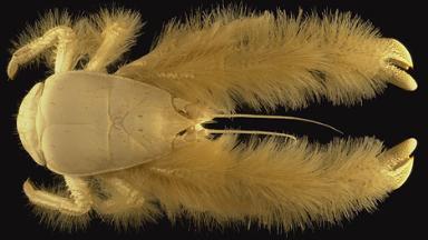 Click image for larger version

Name:	24Yeti_Crab.jpg
Views:	1930
Size:	14.9 KB
ID:	244739
