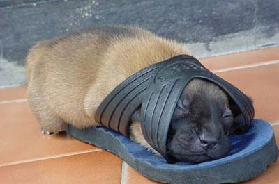 Click image for larger version

Name:	chancla 1.jpg
Views:	7570
Size:	18.7 KB
ID:	244740