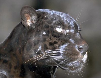 Click image for larger version

Name:	jaguarblack.jpg
Views:	1892
Size:	25.3 KB
ID:	244750