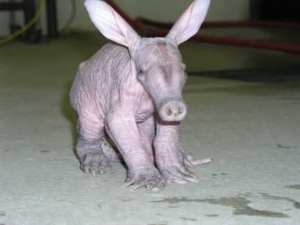 Click image for larger version

Name:	25 aardvarks.jpg
Views:	1908
Size:	11.1 KB
ID:	244752