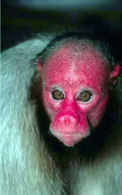Click image for larger version

Name:	26 red-uakary-monkey.jpg
Views:	1883
Size:	21.8 KB
ID:	244753