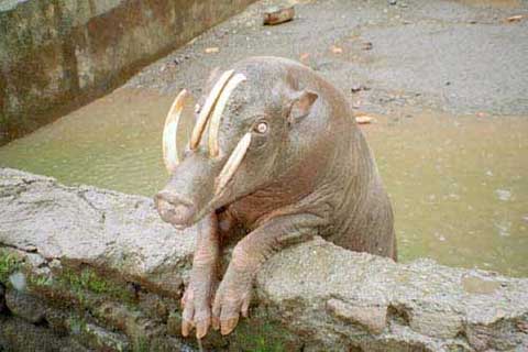 Click image for larger version

Name:	27 babirusa.jpg
Views:	2981
Size:	22.3 KB
ID:	244754