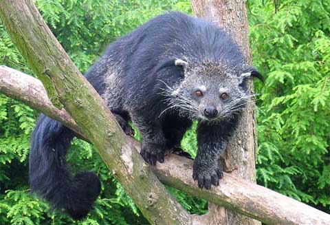 Click image for larger version

Name:	28 binturongs.jpg
Views:	1883
Size:	36.1 KB
ID:	244755