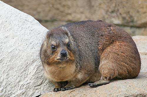 Click image for larger version

Name:	29 hyraxes.jpg
Views:	1839
Size:	34.5 KB
ID:	244756