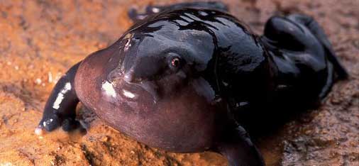 Click image for larger version

Name:	31 nasikabatrachus-sahyadrensis.jpg
Views:	1772
Size:	16.2 KB
ID:	244758