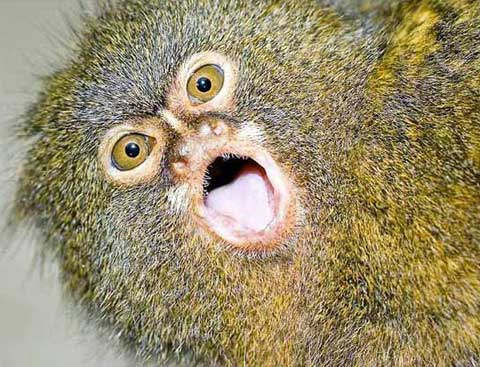 Click image for larger version

Name:	32 pygmymarmoset.jpg
Views:	2103
Size:	47.3 KB
ID:	244759