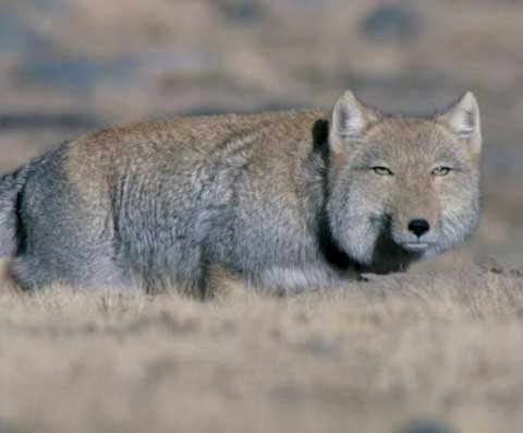 Click image for larger version

Name:	34 fox.jpg
Views:	1756
Size:	13.3 KB
ID:	244761