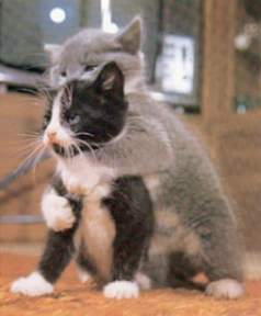 Click image for larger version

Name:	gatitos.jpg
Views:	6918
Size:	9.0 KB
ID:	244767