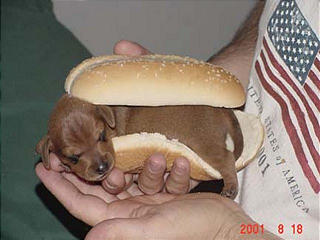 Click image for larger version

Name:	WeinerDog.jpg
Views:	6813
Size:	16.7 KB
ID:	244768