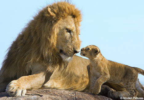 Click image for larger version

Name:	lionking1807_468x325.jpg
Views:	6329
Size:	33.2 KB
ID:	244807
