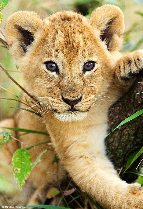 Click image for larger version

Name:	cub1807_468x681.jpg
Views:	4188
Size:	105.4 KB
ID:	244809