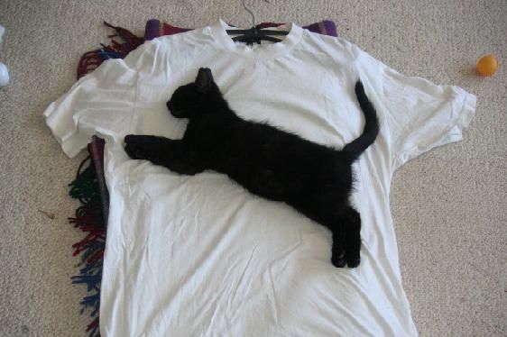 Click image for larger version

Name:	puma_tshirt.jpg
Views:	271
Size:	36.0 KB
ID:	244892