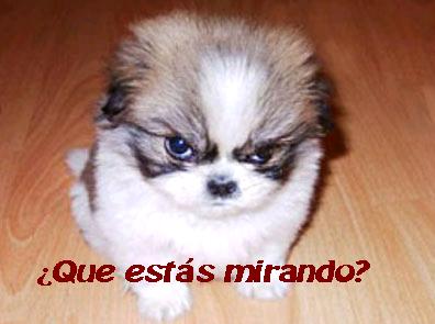Click image for larger version

Name:	what are you lookin at.JPG
Views:	115482
Size:	18.3 KB
ID:	244953
