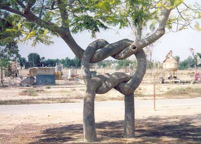 Click image for larger version

Name:	arbol 6.jpg
Views:	288
Size:	24.0 KB
ID:	244980