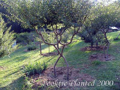 Click image for larger version

Name:	arbol 8.jpg
Views:	272
Size:	36.2 KB
ID:	244982