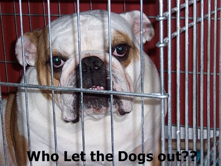 Click image for larger version

Name:	cute doggy!.jpg
Views:	221
Size:	71.3 KB
ID:	245152