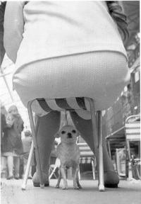 Click image for larger version

Name:	Fat Dog.jpg
Views:	202
Size:	9.8 KB
ID:	245164