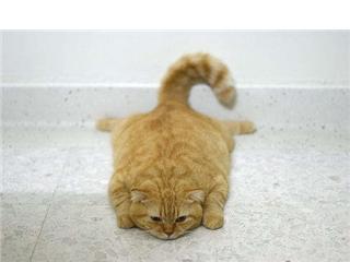 Click image for larger version

Name:	cat.jpg
Views:	229
Size:	9.3 KB
ID:	245315