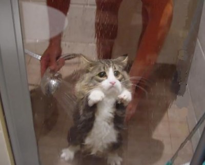 Click image for larger version

Name:	funny-cat-shower.jpg
Views:	209
Size:	18.1 KB
ID:	245322