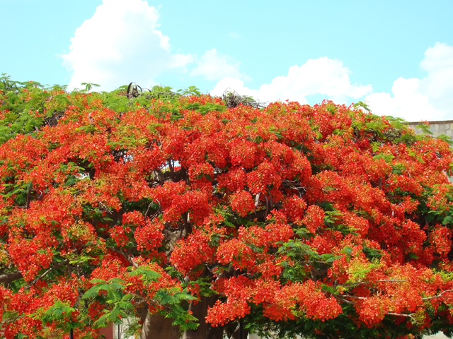 Click image for larger version

Name:	flores_filtered.jpg
Views:	231
Size:	396.8 KB
ID:	245352