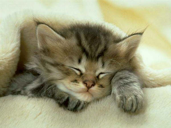Click image for larger version

Name:	kitty.jpg
Views:	210
Size:	31.0 KB
ID:	245380
