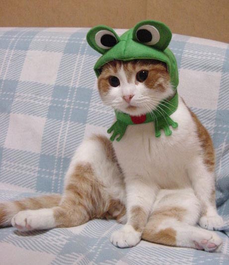 Click image for larger version

Name:	cat2.jpg
Views:	262
Size:	54.7 KB
ID:	245399