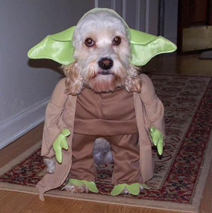 Click image for larger version

Name:	starwars-yoda-dog.jpg
Views:	198
Size:	53.3 KB
ID:	245417